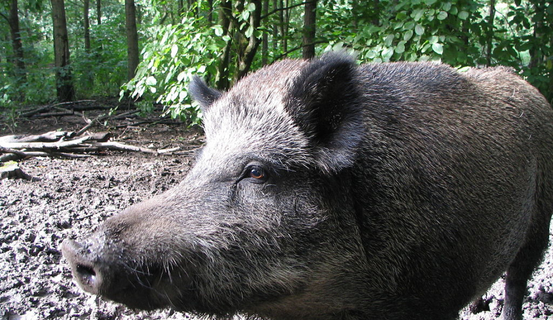 Zwijntje - Photo by GerardM - from Wikimedia Commons - CC BY SA 3 Foto eines Wildschweins