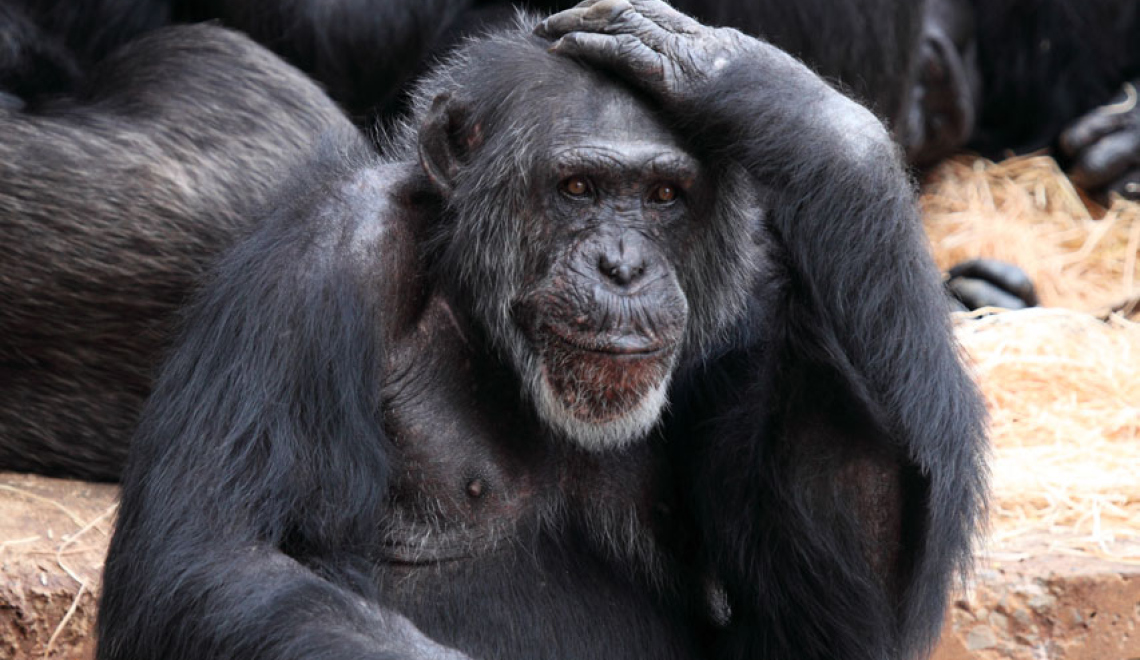 Thinking Monkey - Photo by Petr Kratochvil - from publicdomainpictures.net - PD CC0 Abbildung von Affe der sich am Kopf kratzt