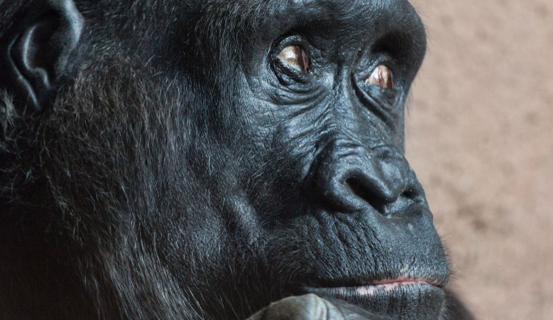 Gorilla Thinking - PublicDomainPictures - pixabay Abbildung von nachdenklichem Gorilla