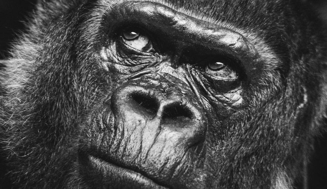 Portrait - arianta - flickr Abbildung von Gorilla der nachdenklich schaut