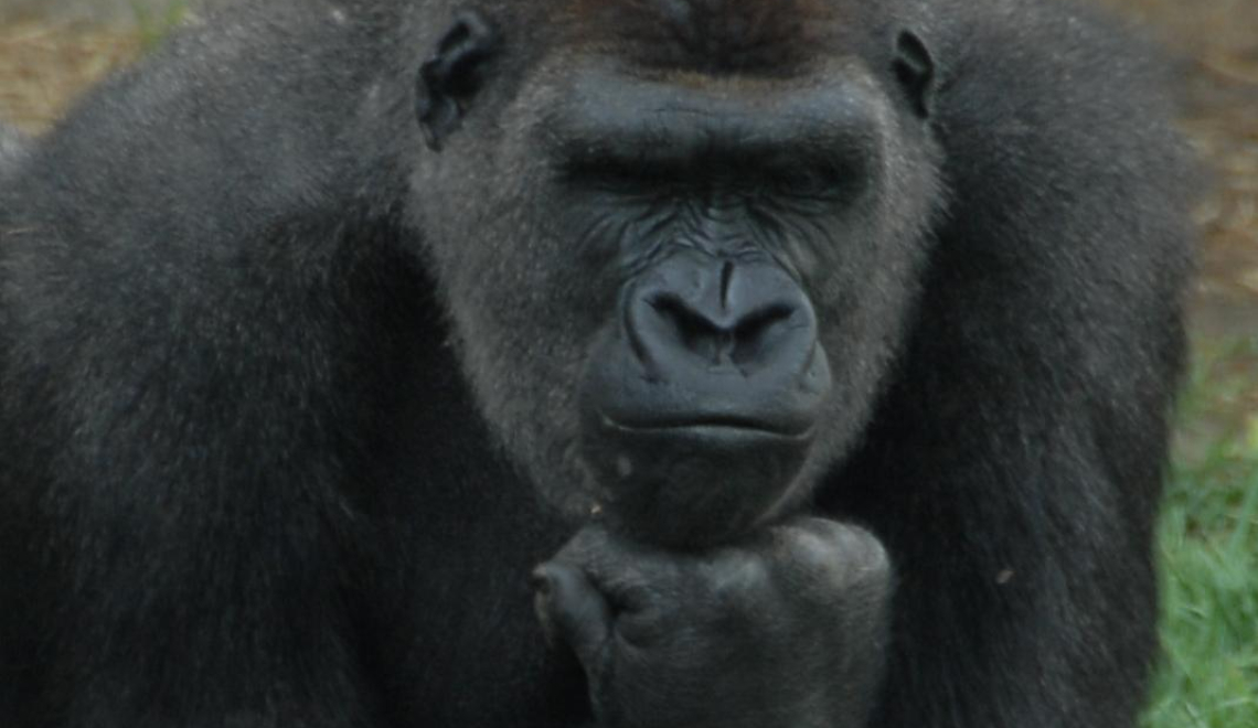 Abbildung von Gorilla in Denkerpose