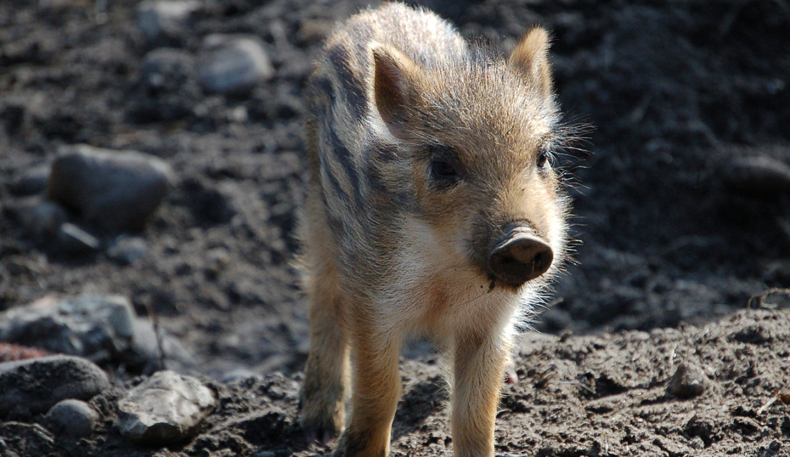 Frischling - Huhu Uet - Wikimedia Abbildung von Wildschweinfrischling