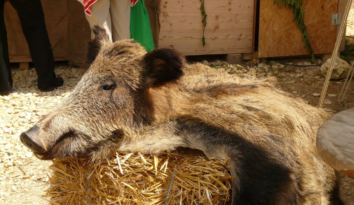Sow Boar Fur - Hans - pixabay Abbildung von Wildschwein Fell