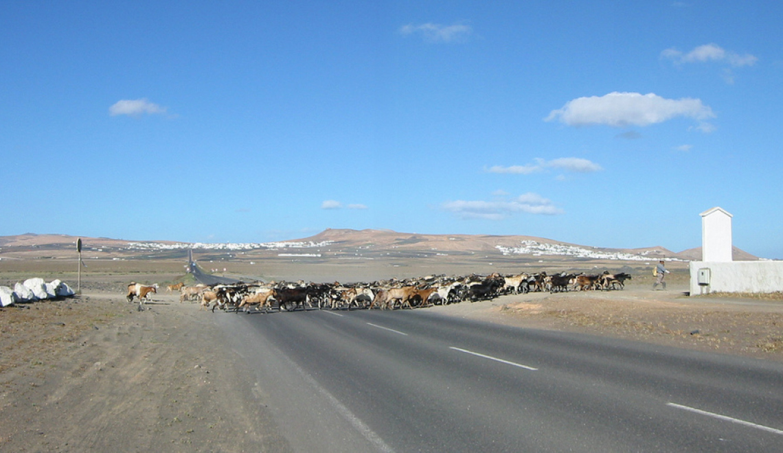 goats safely across - Frances Green - flickr Abbildung von Ziegen auf Strasse