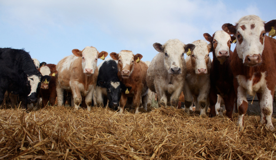 Cows - Oli - flickr Abbildung von Kuehen