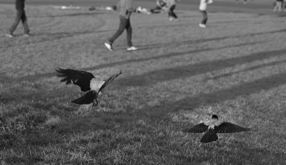 Crows - Sebastian Ugovksy - All rights reserved Abbildung von Rabenvoegeln im Flug