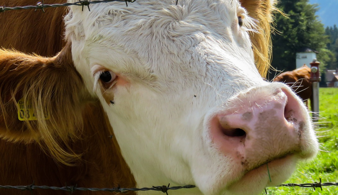 Cow pasture - Public Domain Abbildung von Kuh die durch einen Stacheldraht schaut