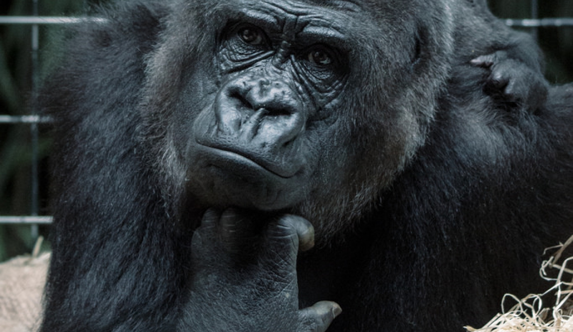 Thinking (Gorilla) - Photo by arianta - from Flickr - CC BY NC 2.0 Abbildung von einem scheinbar nachdenklichem Gorilla