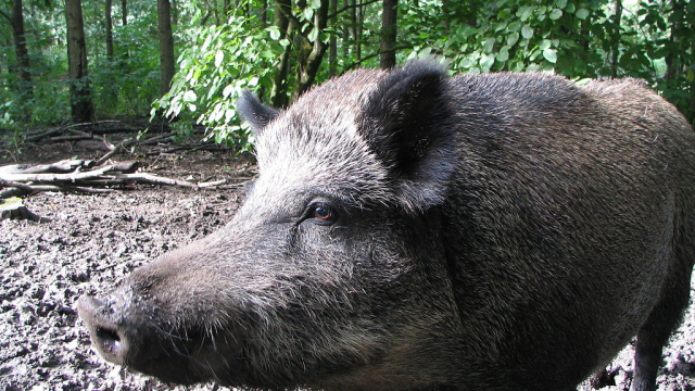 Foto eines Wildschweins