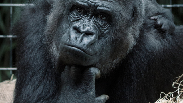 Abbildung von einem scheinbar nachdenklichem Gorilla