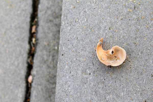 Abbildung von Muschel in Apostroph-Form