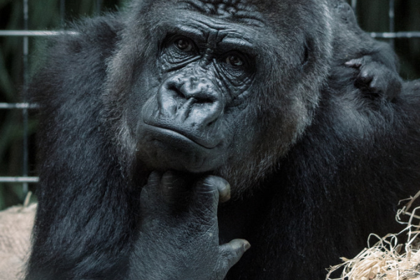 Abbildung von einem scheinbar nachdenklichem Gorilla